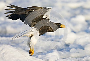 Stellers Sea-eagle adult flying; Steller-zeearend volwassen vliegend