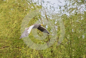 Stellers Sea Eagle bird of prey