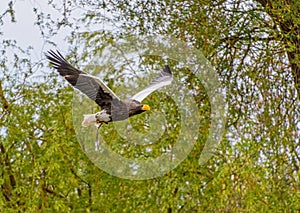 Stellers Sea Eagle bird of prey