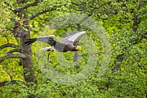 Stellers Sea Eagle bird of prey