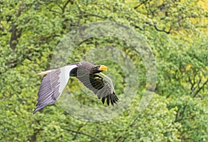 Stellers Sea Eagle bird of prey