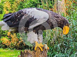 Stellers sea eagle eating its prey on a tree stump, a wild raptor from japan