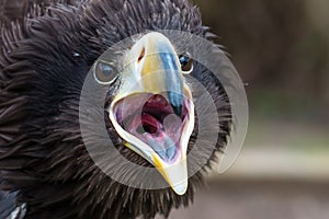 Stellers Sea Eagle gape photo