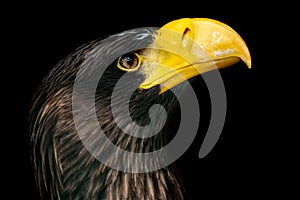 Stellers sea eagle - Haliaeetus pelagicus