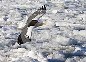 Stellers Sea-eagle, Haliaeetus pelagicus