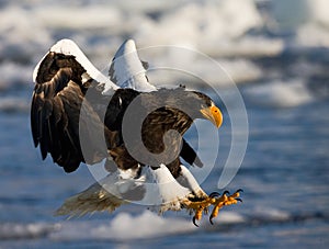 Stellers Sea-eagle, Haliaeetus pelagicus