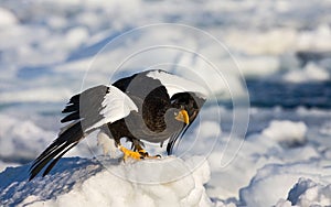 Stellers Sea-eagle, Haliaeetus pelagicus