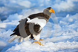 Stellers Sea-eagle, Haliaeetus pelagicus