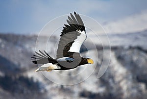 Stellers Sea-eagle, Haliaeetus pelagicus