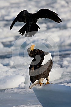 Stellers Sea-eagle, Haliaeetus pelagicus