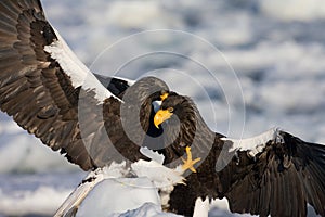 Stellers Sea-eagle, Haliaeetus pelagicus