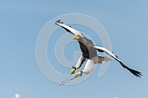 Stellers sea eagle haliaeetus pelagicus