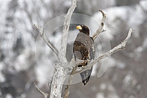 Stellers sea-eagle, Haliaeetus pelagicus