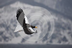 Stellers sea-eagle, Haliaeetus pelagicus