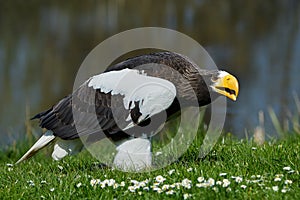 Stellers sea eagle (Haliaeetus pelagicus)