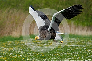 Stellers sea eagle (Haliaeetus pelagicus)