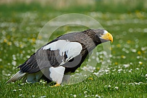 Stellers sea eagle (Haliaeetus pelagicus)