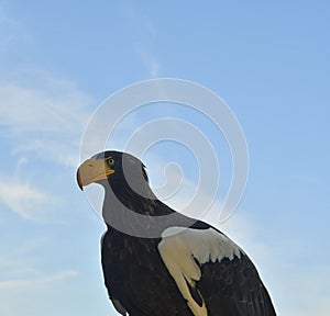 Stellers sea eagle - Haliaeetus pelagicus - is a large diurnal bird of prey in the family Accipitridae. Bird of prey on