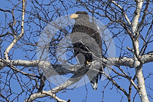 Stellers sea eagle sitting in the crown of birch on a winter day