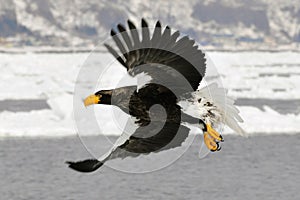 Stellers Sea-eagle, Steller-zeearend, Haliaeetus pelagicus