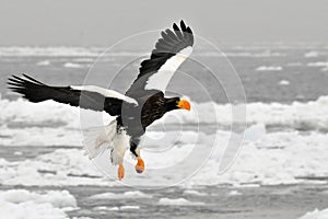 Stellers Sea-eagle, Steller-zeearend, Haliaeetus pelagicus