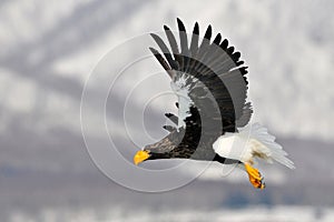 Stellers Sea-eagle, Steller-zeearend, Haliaeetus pelagicus