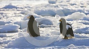 Stellers Sea-eagle, Steller-zeearend, Haliaeetus pelagicus