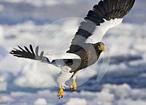 Stellers Sea-eagle, Steller-zeearend, Haliaeetus pelagicus photo