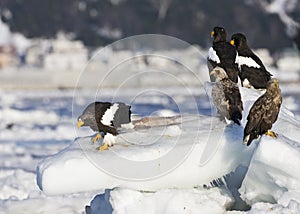 Stellers Sea-eagle, Steller-zeearend, Haliaeetus pelagicus