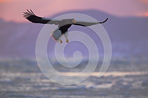 Stellers sea eagle on sunrise.