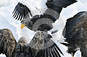 Stellers Sea-eagle and White-tailed Eagle, Steller-zeearend en Z