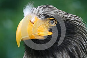 Stellerâ€™s Sea Eagle