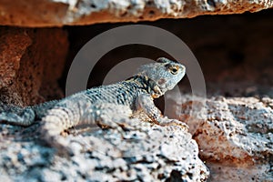 Stellion or agama-gardun is a species of agamidae lizards from the monotypic genus Stellagama