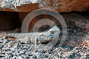 Stellion or agama-gardun is a species of agamidae lizards from the monotypic genus Stellagama