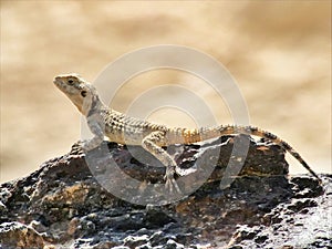 Stellion agama Stellagama stellio