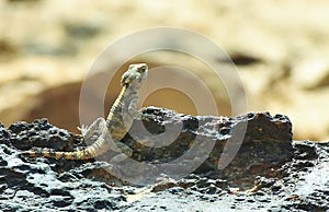 Stellion agama Stellagama stellio