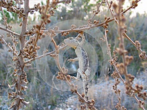 stellion, laudakia stellio, agama stellio