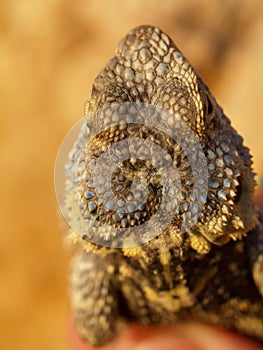 stellion, laudakia stellio, agama stellio