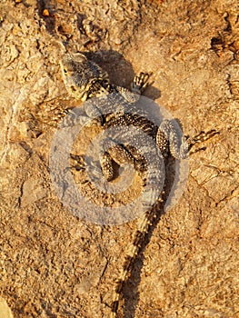 stellion, laudakia stellio, agama stellio