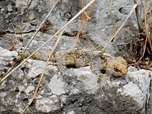 Stellion lizard or gardun (agama)