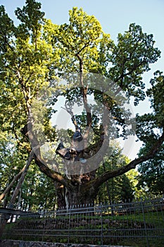 Stelmuze Oak in Lithuania