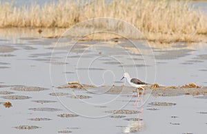 Steltkluut, Black-winged Stilt, Himantopus himantopus