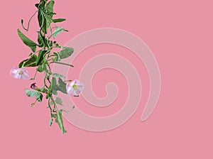 Stem of bindweed with white flowers and green leaves on rose background