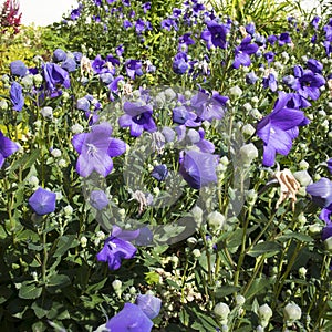 Stem of bluebell Campanula rotundifolia or Campanula petiolate, Common harebell, blawort, Heath bells, Cuckoo shoe, Olympia