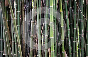 Stem bomboo background