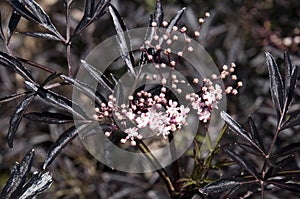 Stem with buds and pink flowers of a european black elderberry tree