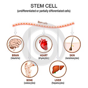 Stem cell application