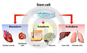 Stem cell application