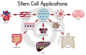 Stem Cell Applications diagram