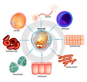 Stem cell. Blastocyst, Neuron, Epithelial, Enterocytes, Fat, blood, Chondrocyte, Cardiac muscle, photo